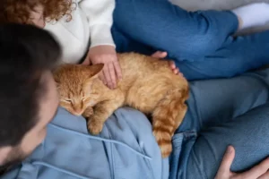 insuffisance rénale chat