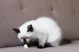 chat-qui-vomit